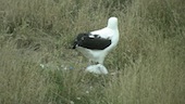 albatross3