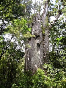 Kauri2