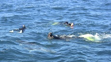 dolphin-swim