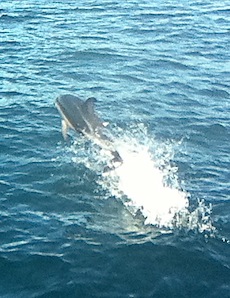 dolphoin1
