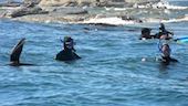 seal-swim